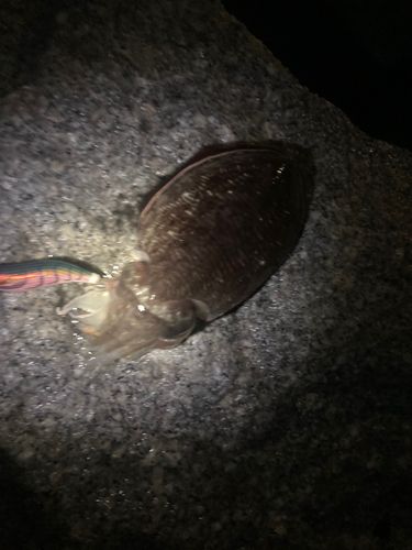 コウイカの釣果