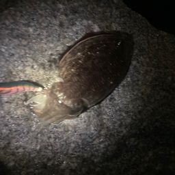 コウイカ