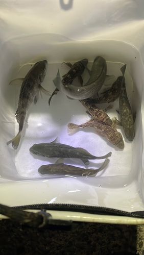 メジナの釣果