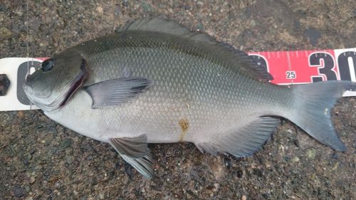 オナガグレの釣果
