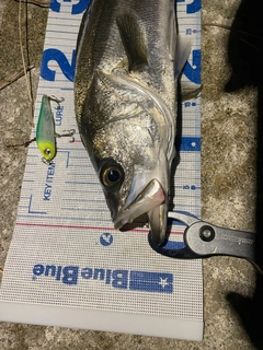 シーバスの釣果