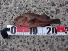 アコウの釣果