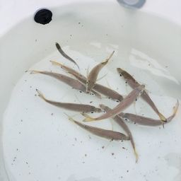 アジ