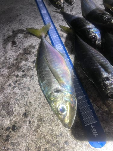 アジの釣果