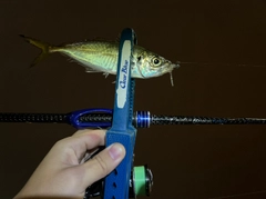 マアジの釣果