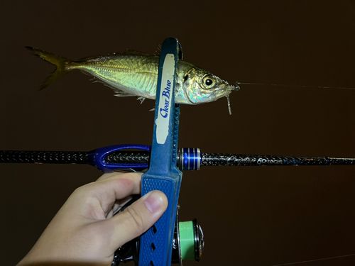 マアジの釣果