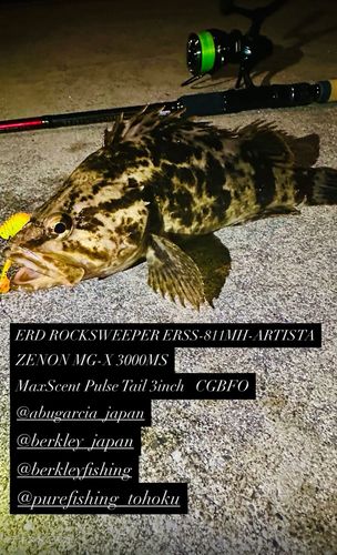 ベッコウゾイの釣果