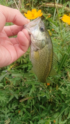 ラージマウスバスの釣果