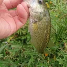 ラージマウスバス