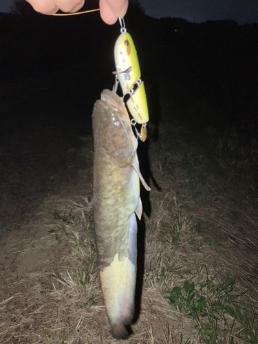 ナマズの釣果