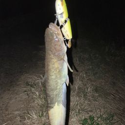 ナマズ