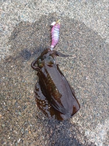 小浜湾