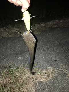 ナマズの釣果