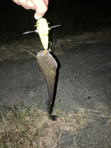 ナマズの釣果