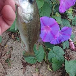 ラージマウスバス