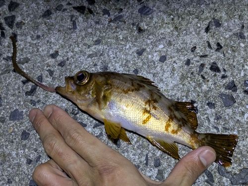 メバルの釣果