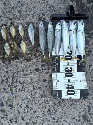 ゴマサバの釣果