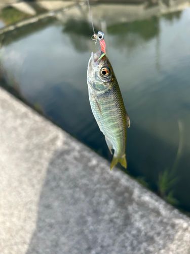 釣果