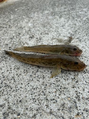 マハゼの釣果