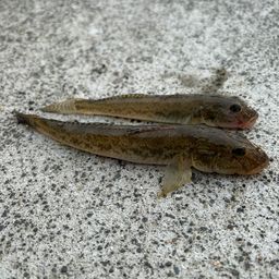 マハゼ
