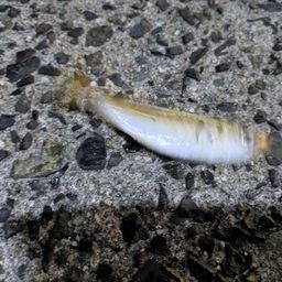 アジ