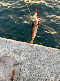 イワシの釣果