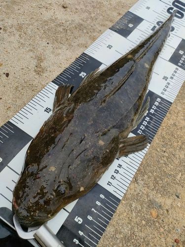 マゴチの釣果