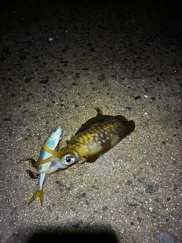 アオリイカの釣果