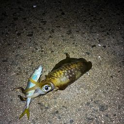アオリイカ