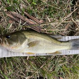 ラージマウスバス