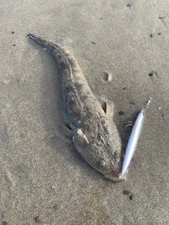 マゴチの釣果