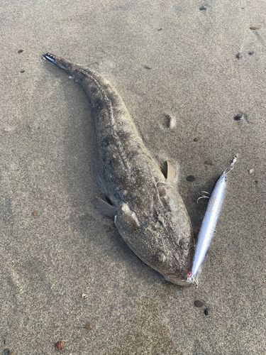 マゴチの釣果