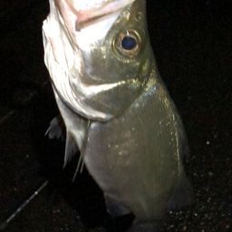 セイゴ（ヒラスズキ）