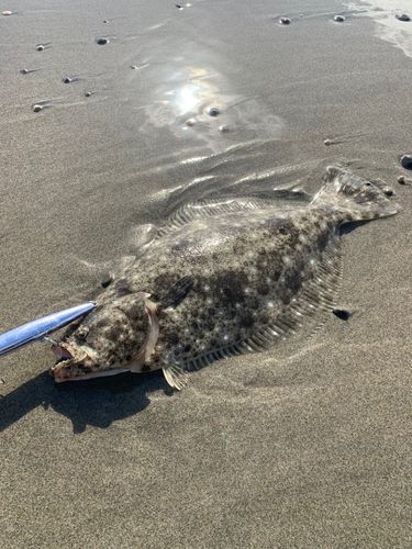 ヒラメの釣果