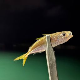 アジ