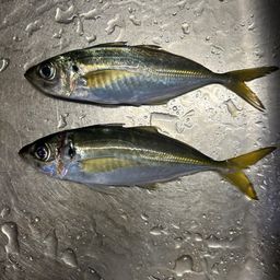 アジ