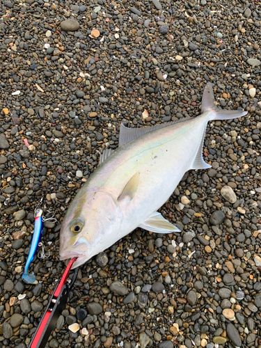 ショゴの釣果