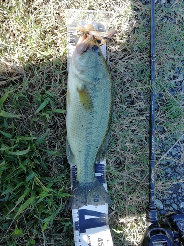 ブラックバスの釣果