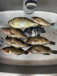 オオモンハタの釣果