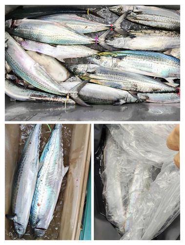 サゴシの釣果