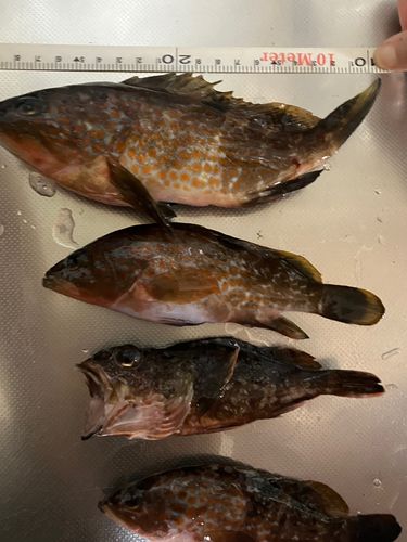 アコウの釣果