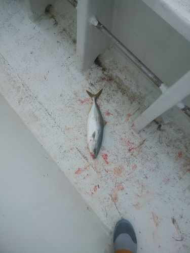 ツバスの釣果