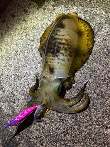 アオリイカの釣果