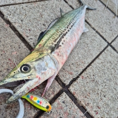 サゴシの釣果