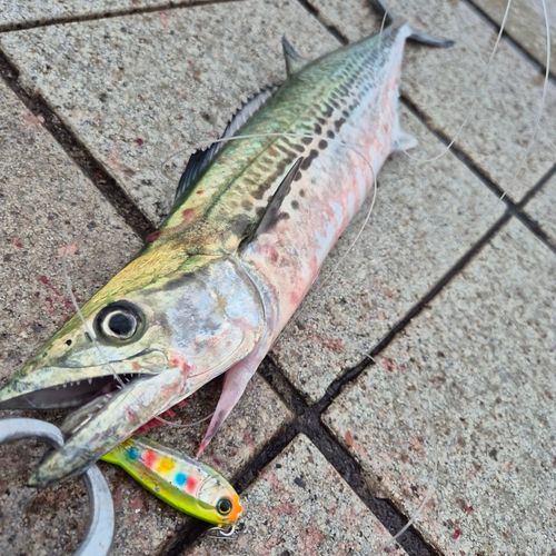 サゴシの釣果