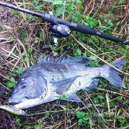 クロダイ