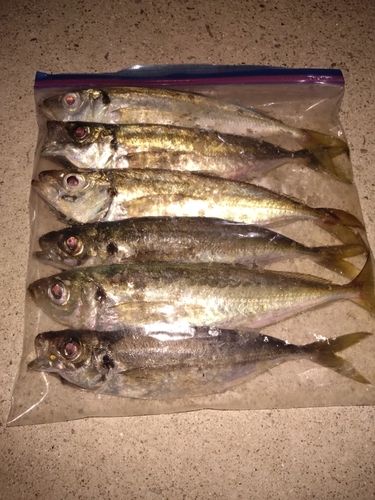 マアジの釣果