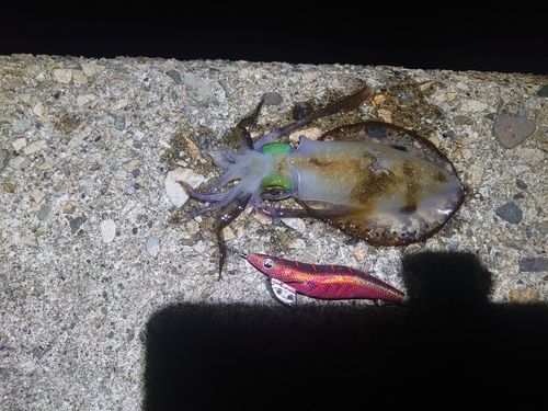アオリイカの釣果