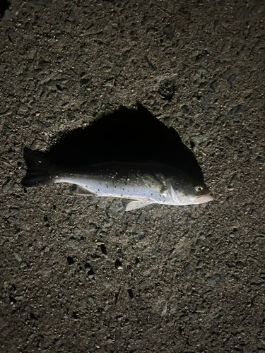 セイゴ（マルスズキ）の釣果