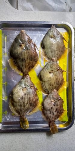 カワハギの釣果